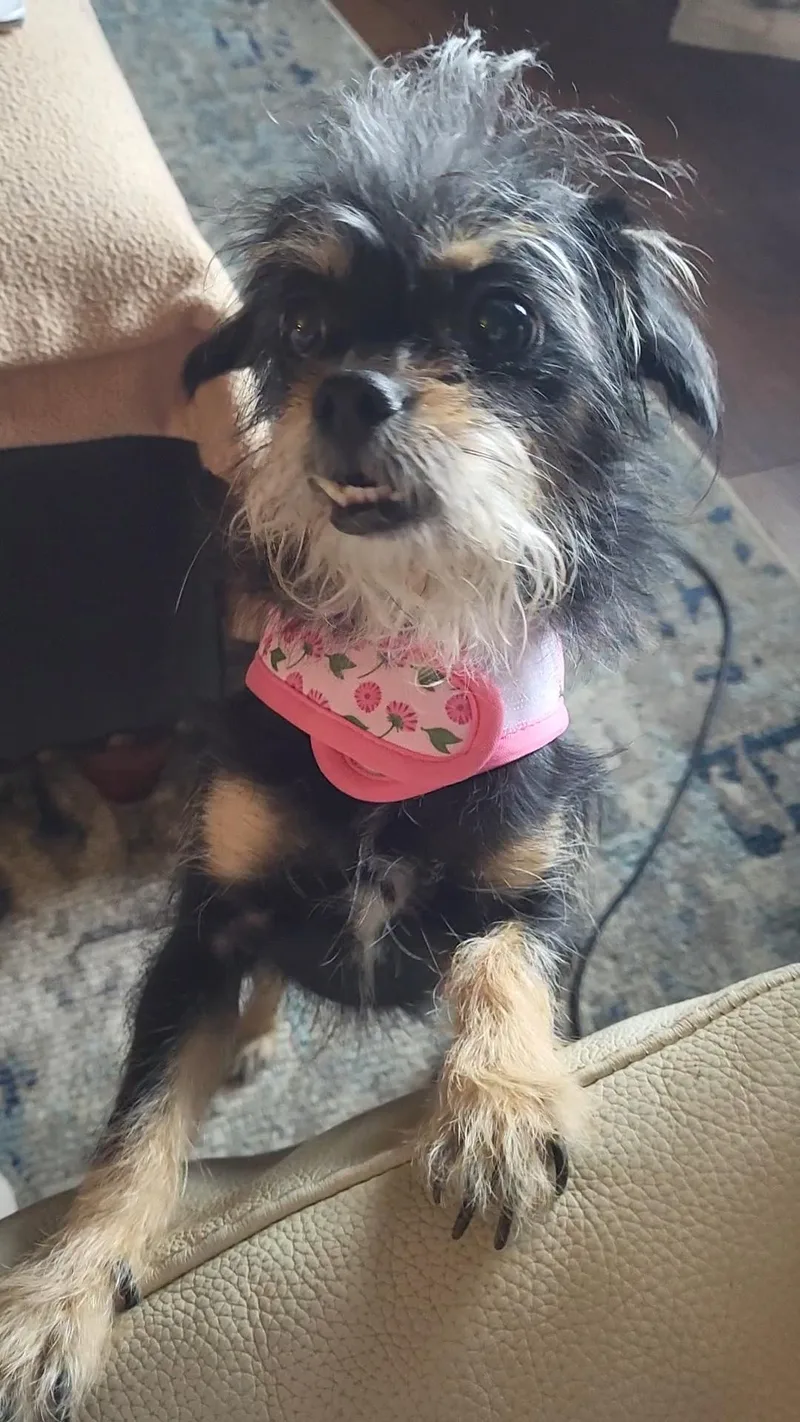 An adult small-sized female Bicolor Yorkie Poo dog named Bella for adoption in Lawrenceville, GA