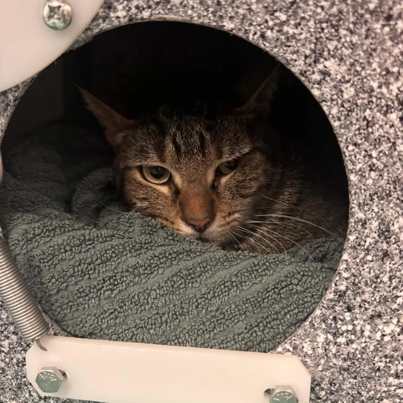 An adult small-sized female Brown / Chocolate Domestic Short Hair cat named Grape for adoption in Birdsboro, PA