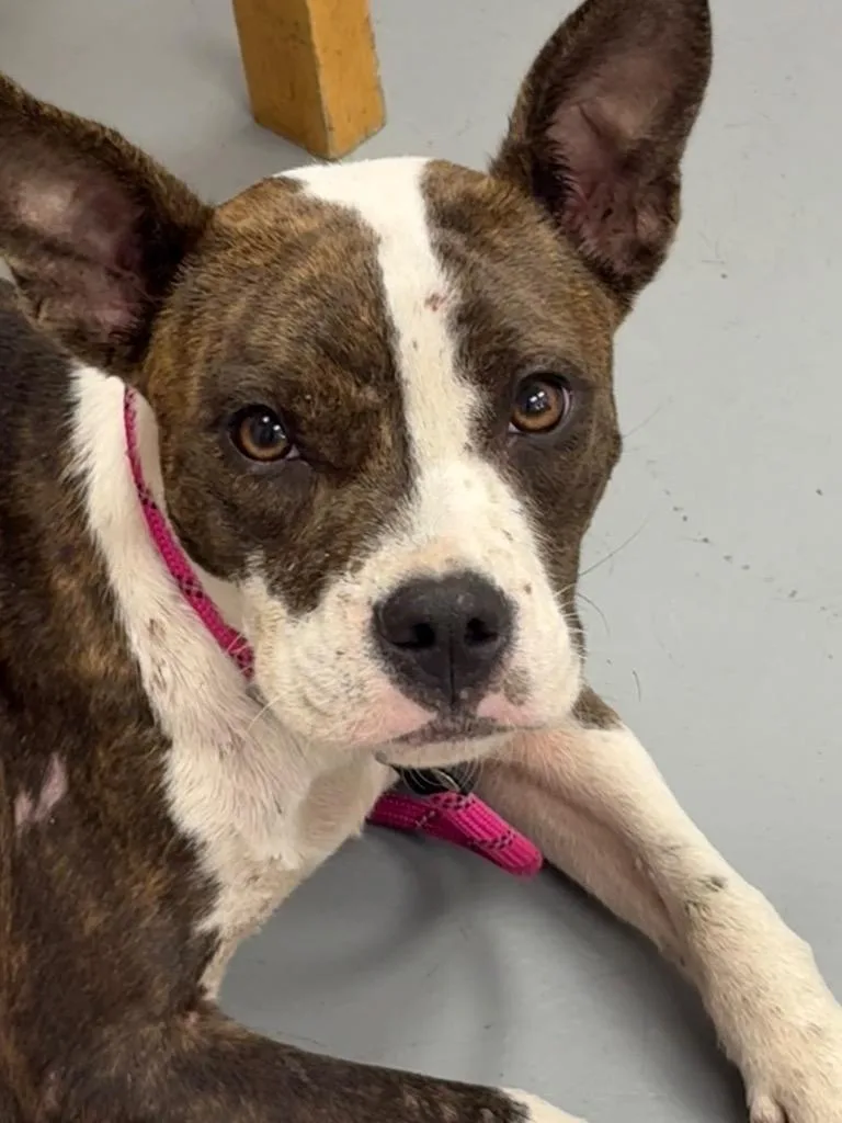 A young medium-sized female Boston Terrier dog named Lindsey for adoption in Hartsville, SC
