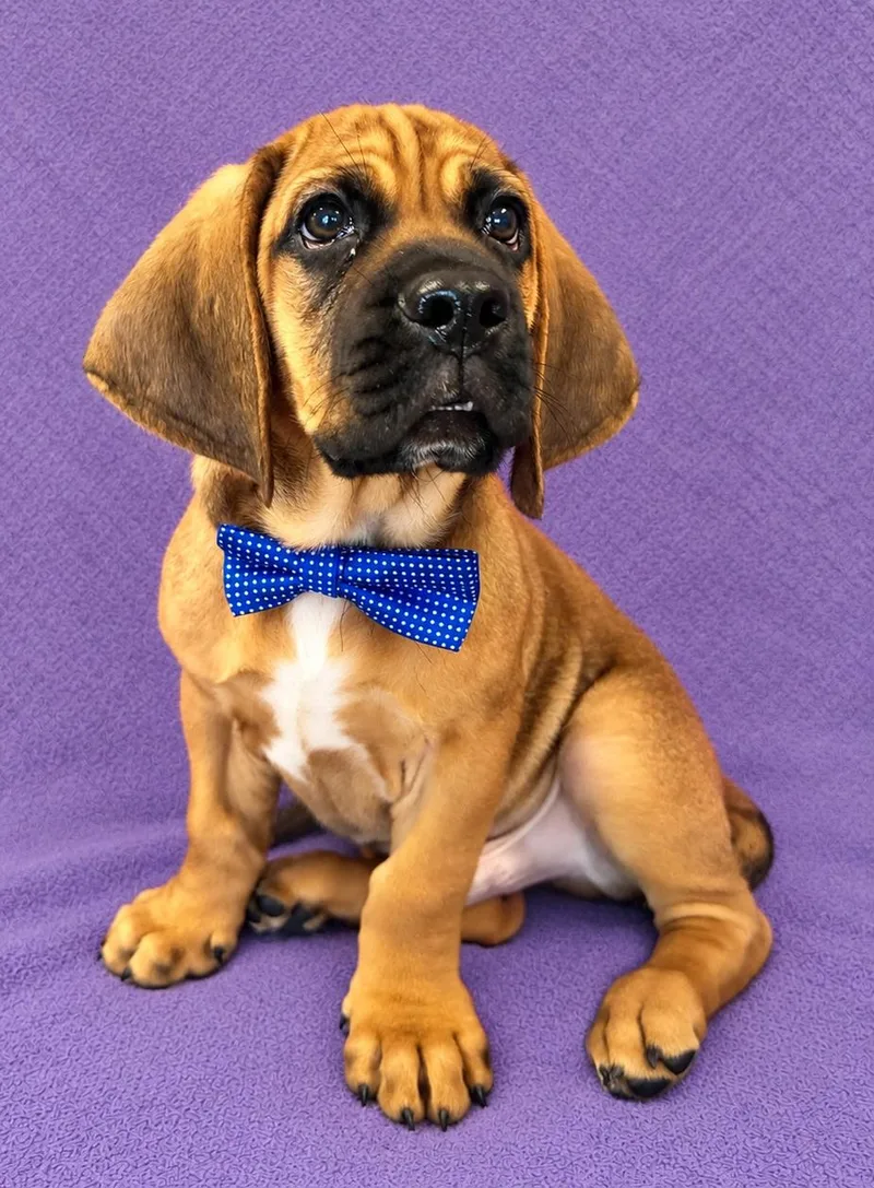 A baby small-sized male Tricolor (Brown, Black, & White) Basset Hound dog named Hank for adoption in Lodi, CA
