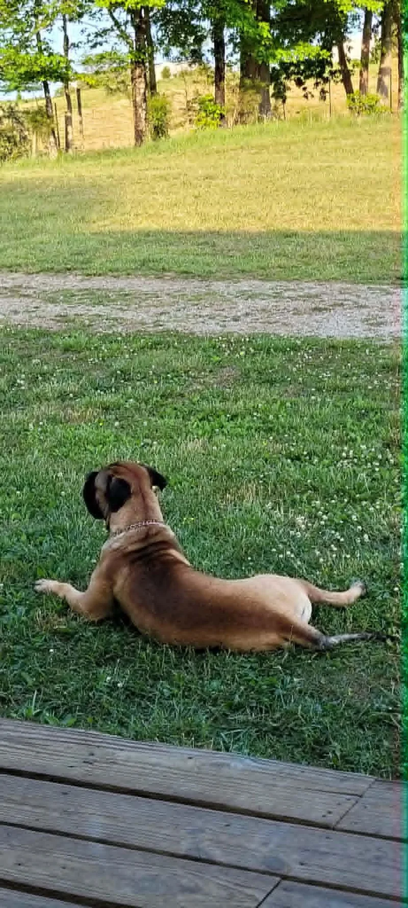 A young extra large-sized male Yellow / Tan / Blond / Fawn Bullmastiff dog named Tank  Tennessee for adoption in Templeton, MA