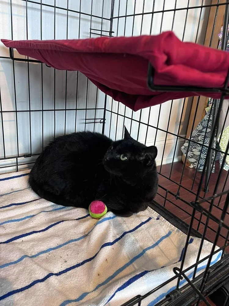 An adult large-sized male Black Domestic Short Hair cat named Kobe for adoption in Statesboro, GA