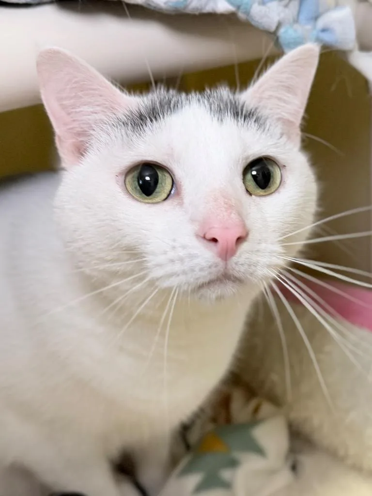A young medium-sized female Domestic Short Hair cat named Milly for adoption in Menomonie, WI
