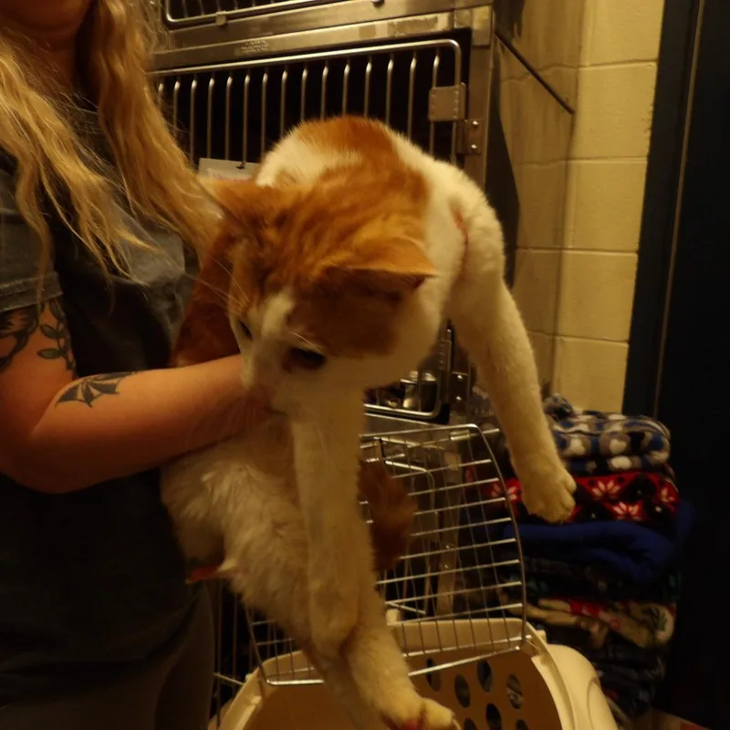 An adult small-sized male Orange / Red Domestic Short Hair cat named Jackson for adoption in New York, NY