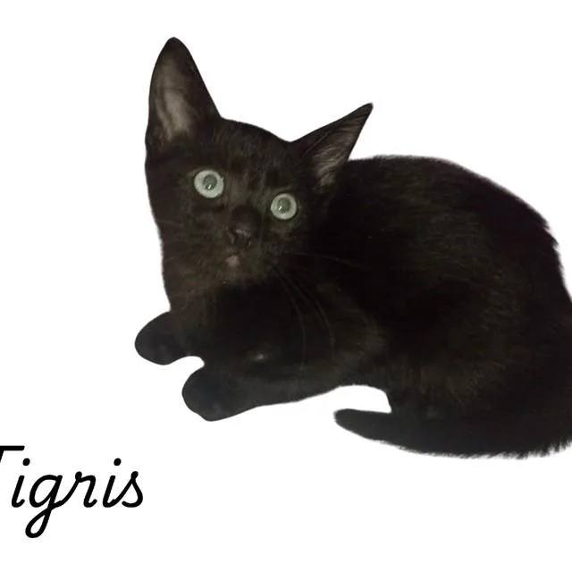 A baby small-sized female Domestic Short Hair cat named Tigris for adoption in Auburn, CA