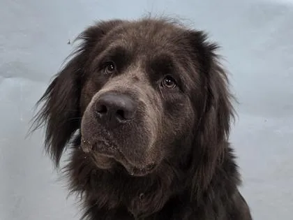 An adult large-sized male Newfoundland Dog dog named Zues for adoption in Coon Rapids, MN