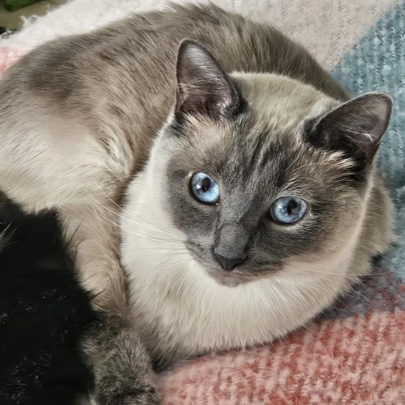 An adult medium-sized female Cream / Ivory Domestic Short Hair cat named Gizmo for adoption in Woodinville, WA