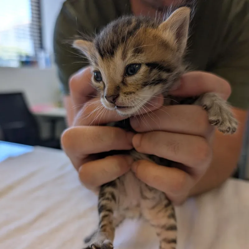A baby small-sized male Brown / Chocolate Domestic Short Hair cat named Bloomin Funyun for adoption in Austin, TX