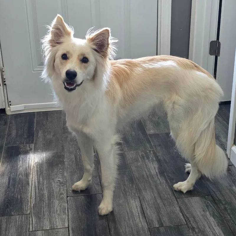 A young medium-sized female Yellow / Tan / Blond / Fawn Mixed Breed dog named Chimera for adoption in Jackson, MO
