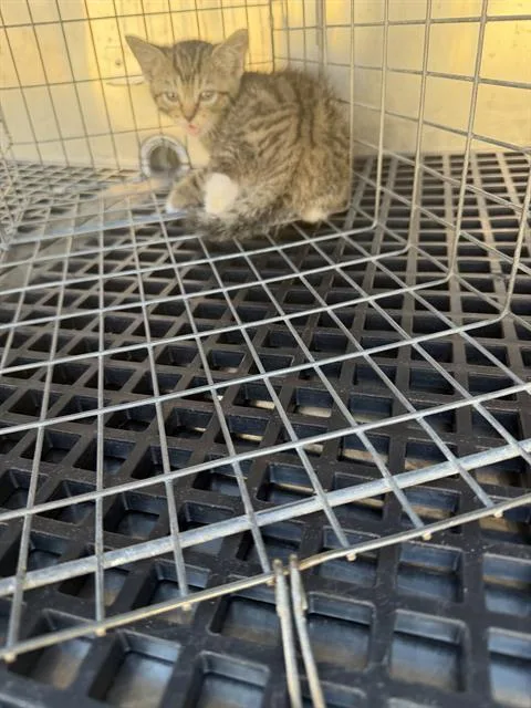 A baby small-sized female Domestic Medium Hair cat named Laz for adoption in Dallas, TX
