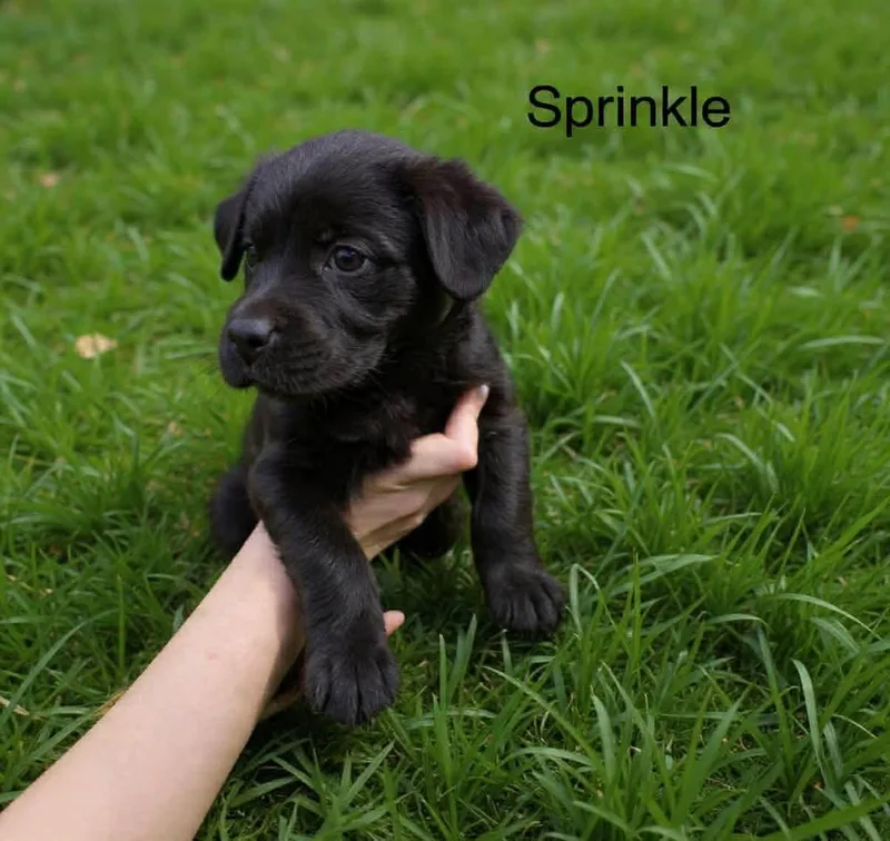 A baby medium-sized female Labrador Retriever dog named Sprinkle Wood for adoption in Saunderstown, RI