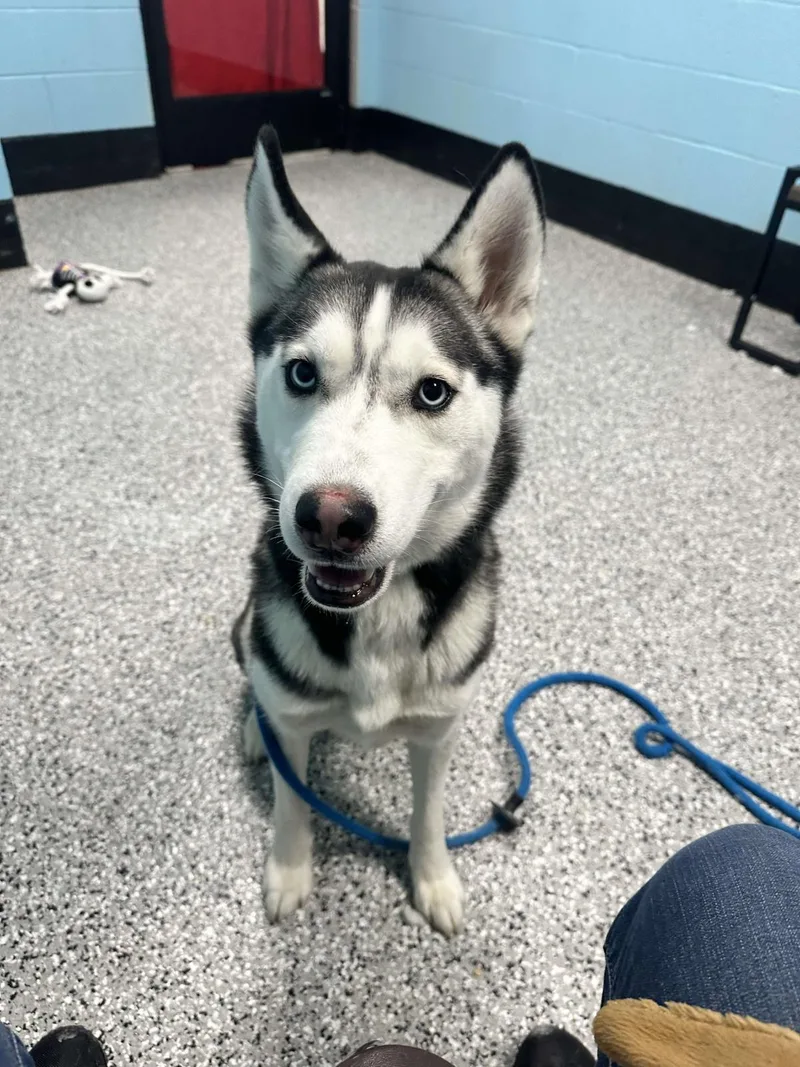 An adult large-sized male Husky dog named Dante for adoption in Front Royal, VA