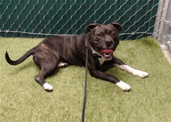 An adult medium-sized male Pit Bull Terrier dog named Bobby for adoption in Downey, CA