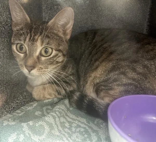 An adult medium-sized female Domestic Short Hair cat named Skylar Sailor for adoption in New York, NY