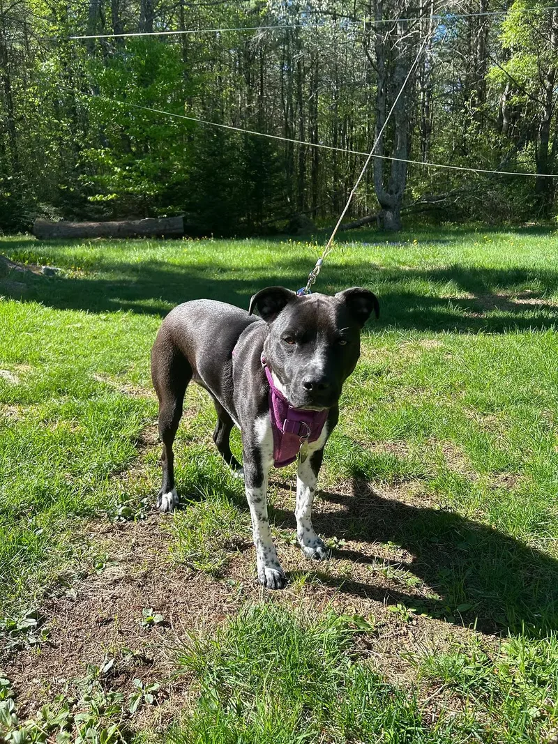 An adult medium-sized female Pointer dog named Grizzle  in Maine for adoption in Kennebunkport, ME