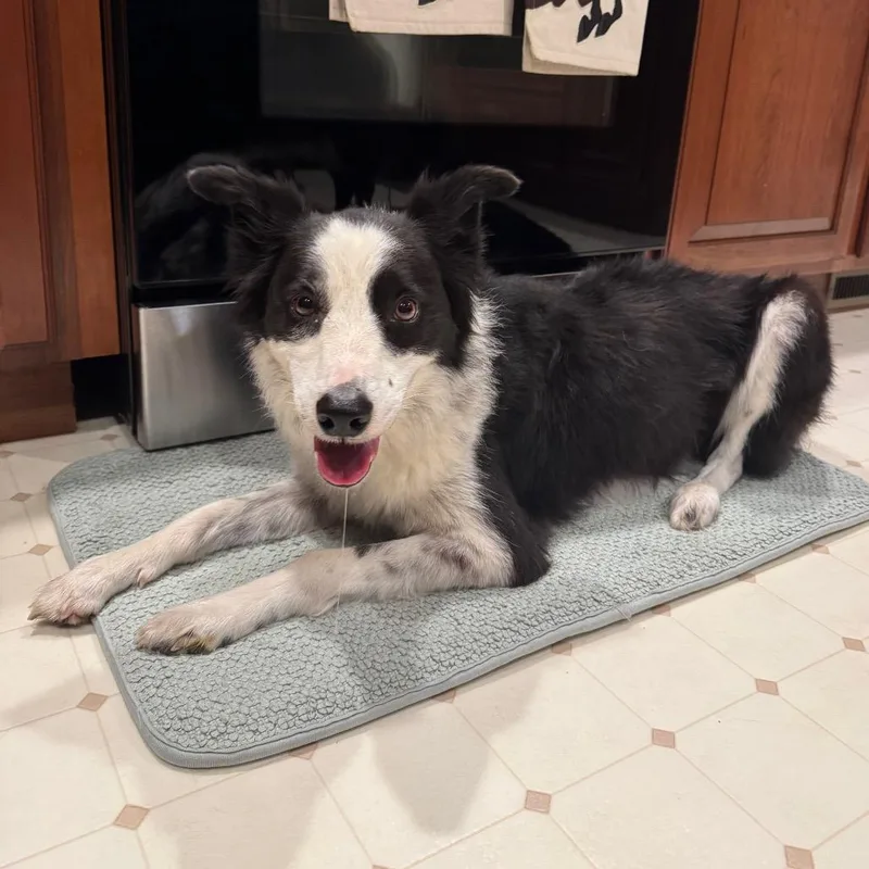 An adult medium-sized male Black Border Collie dog named Cochise for adoption in Fredericksburg, VA