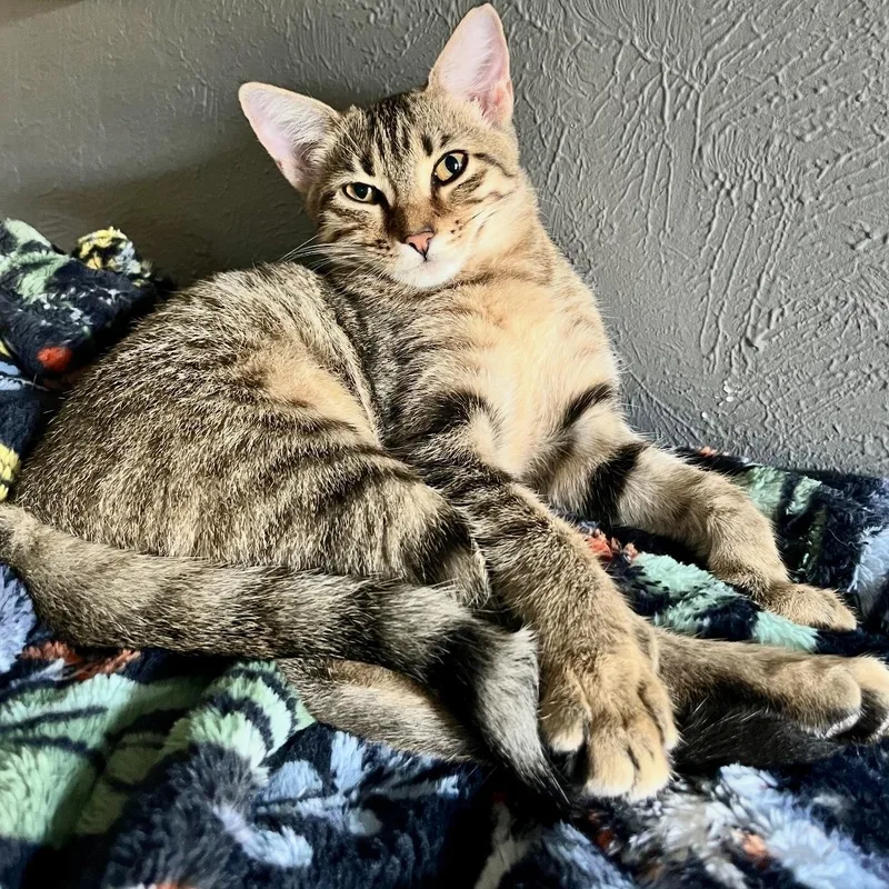 A baby medium-sized female Tabby (Buff / Tan / Fawn) Domestic Short Hair cat named Custard for adoption in Austin, TX