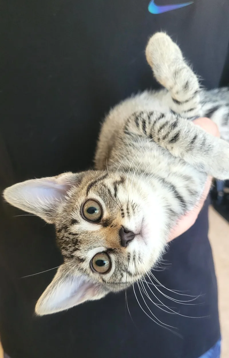 A baby medium-sized female Tabby cat named Snookums for adoption in Bentonville, AR