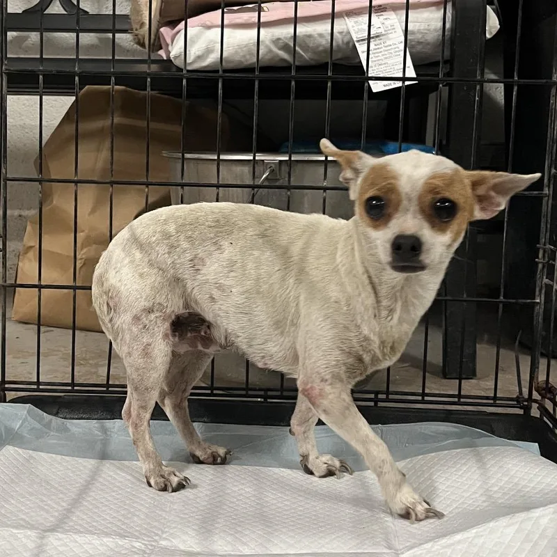 An adult small-sized female Black Chihuahua dog named Pulgita for adoption in Edinburg, TX