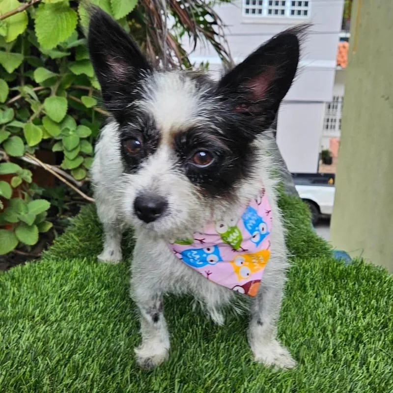A young small-sized female Jack Russell Terrier dog named FARA easy & for adoption in New York, NY
