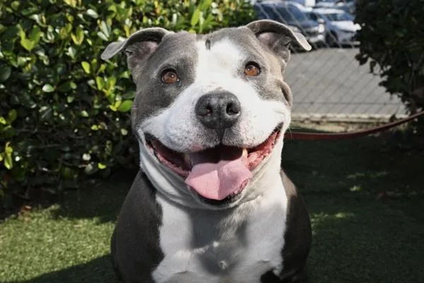 An adult large-sized male Pit Bull Terrier dog named Popeye for adoption in Oceanside, CA