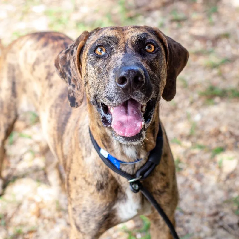 An adult large-sized male Yellow / Tan / Blond / Fawn Catahoula Leopard Dog dog named Jester for adoption in Hattiesburg, MS