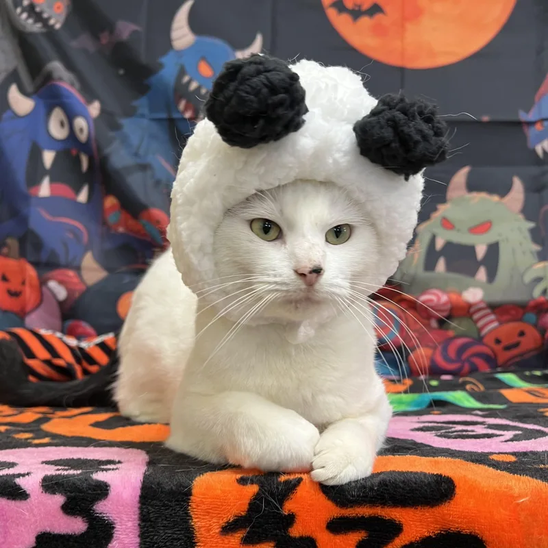 A young medium-sized male White Domestic Short Hair cat named Snoopy for adoption in Fairmont, MN