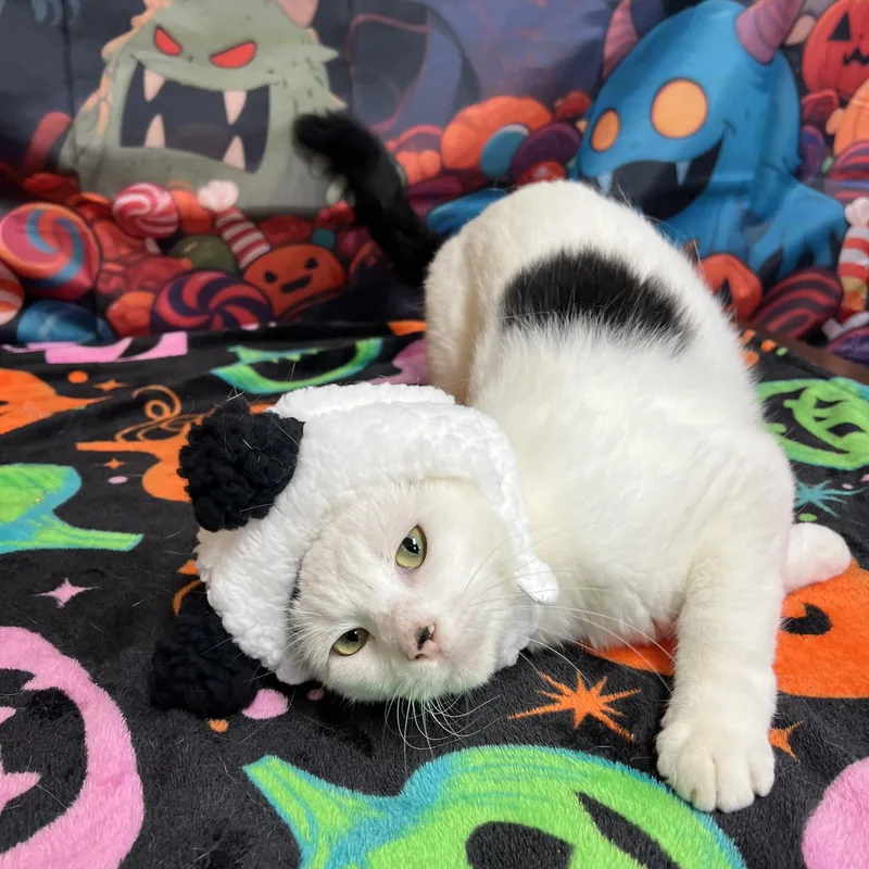Snoopy thumbnail 3