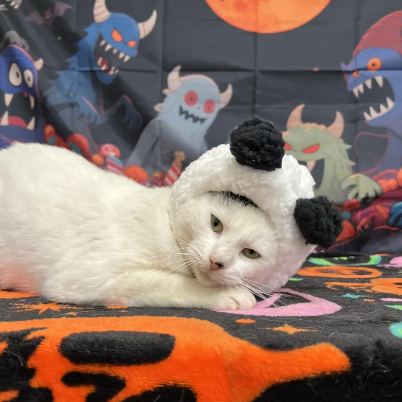 Snoopy thumbnail 5