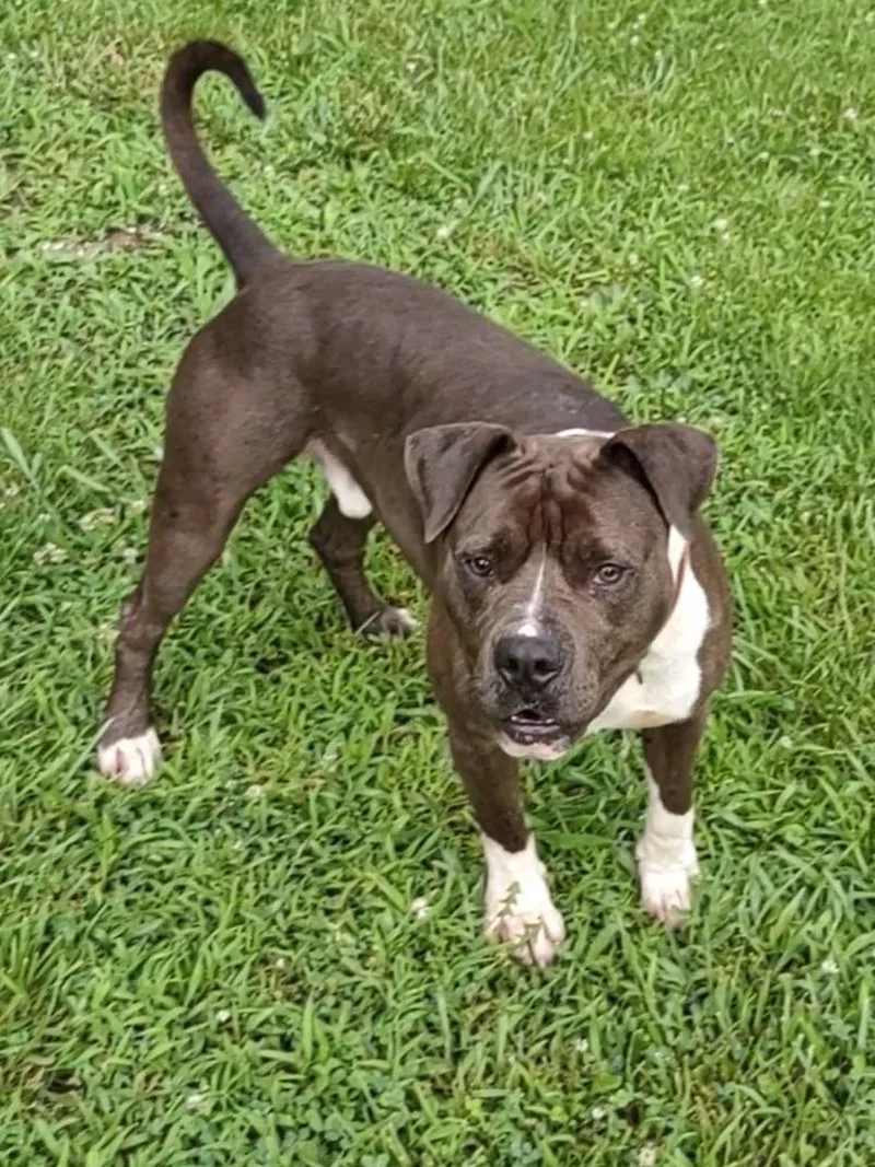 A young large-sized male Brown / Chocolate American Staffordshire Terrier dog named Shel for adoption in Clay City, KY