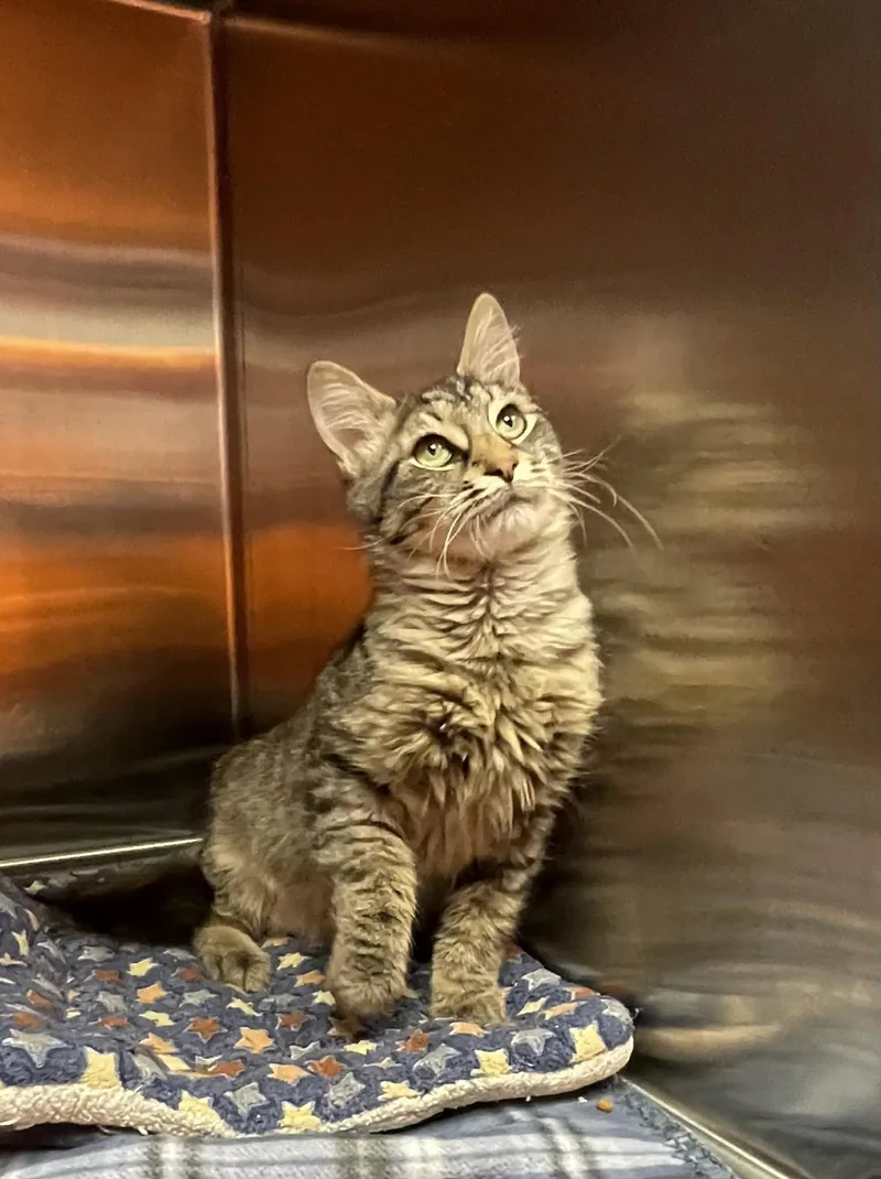 A baby medium-sized male Domestic Long Hair cat named Winston for adoption in Oak Ridge, TN