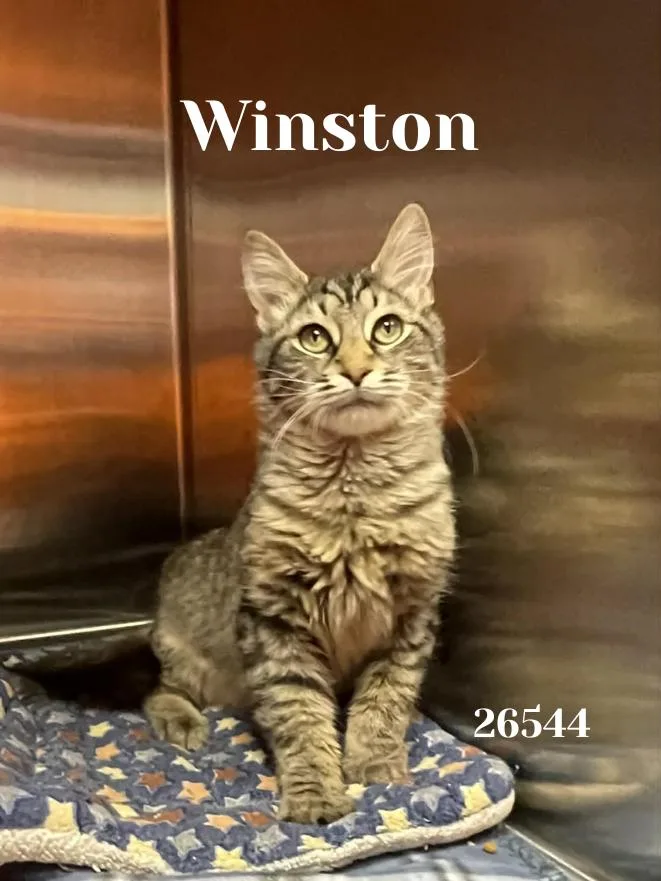Winston thumbnail 2