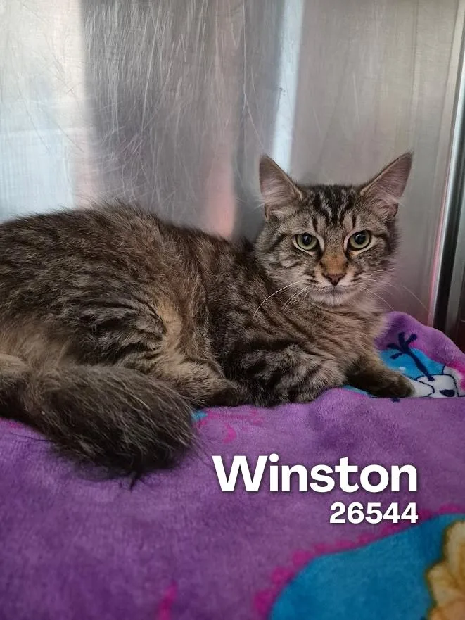 Winston thumbnail 3