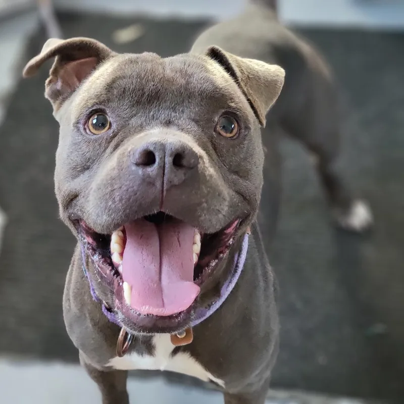 An adult medium-sized male Gray / Blue / Silver Mixed Breed dog named Fizz for adoption in Sarasota, FL