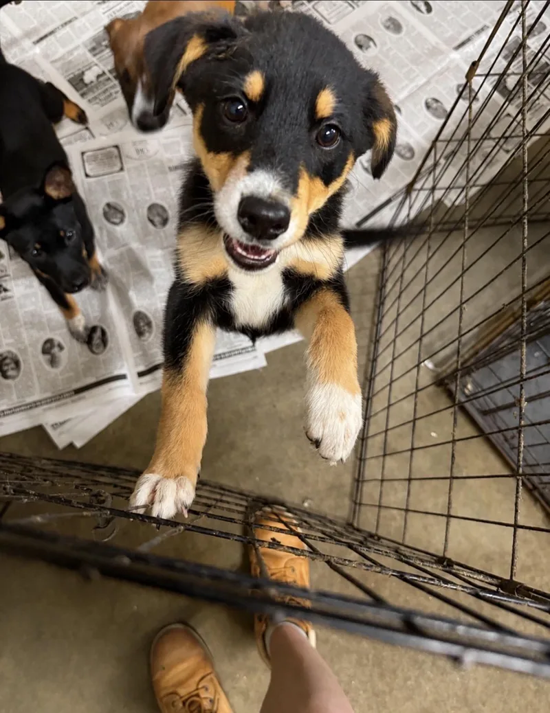 A baby medium-sized female Australian Shepherd dog named Posey for adoption in Pembroke, MA