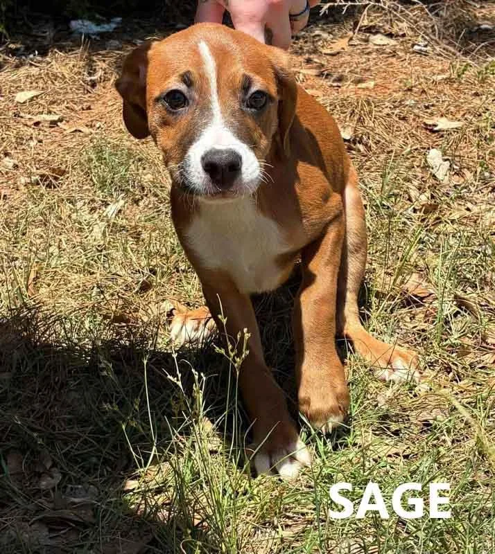 A baby medium-sized female Brown / Chocolate Hound dog named Sage for adoption in Washington, GA
