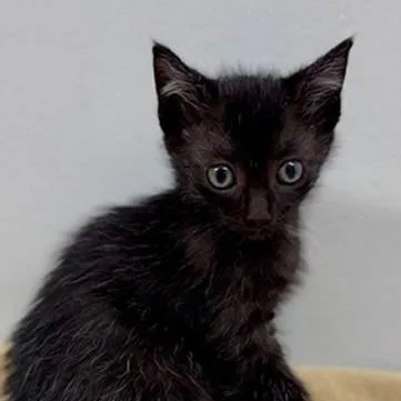 A baby small-sized female Black Domestic Short Hair cat named Swift for adoption in New York, NY