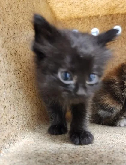 A baby small-sized female Domestic Short Hair cat named Storm for adoption in Gastonia, NC