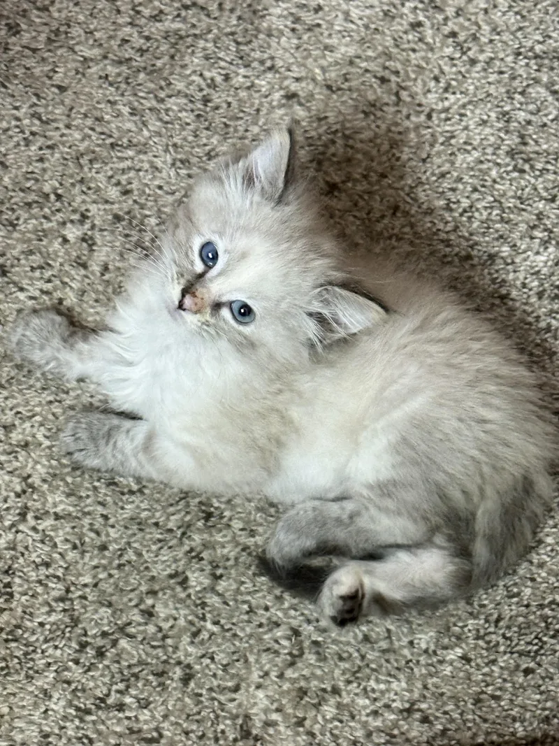 A baby small-sized female Buff & White Domestic Medium Hair cat named Rudy for adoption in Fruit Heights, UT