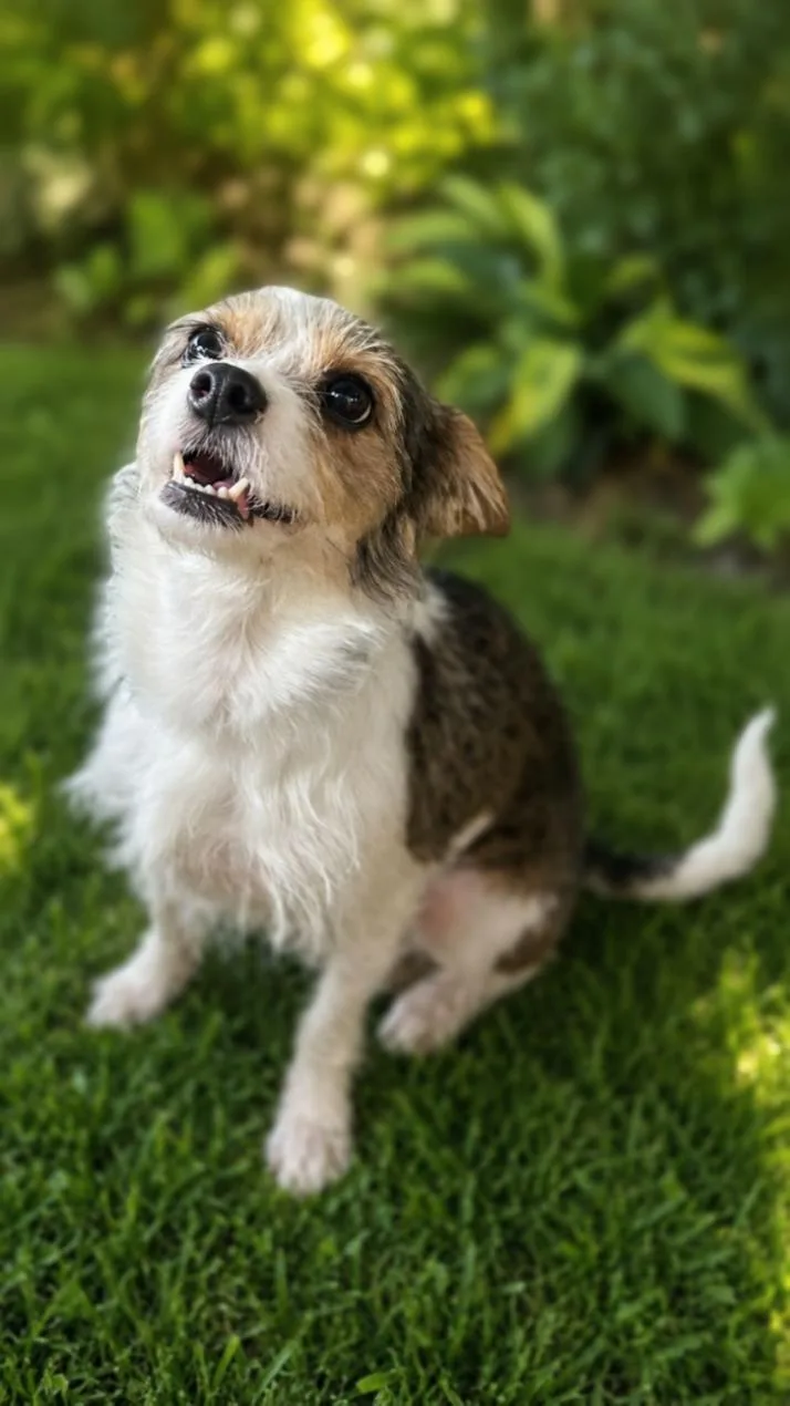 A young small-sized female Yorkshire Terrier dog named Paisley for adoption in Bridgeton, MO
