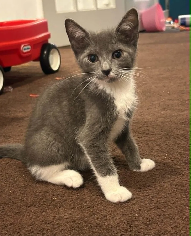 A baby medium-sized male Gray & White Domestic Short Hair cat named Teddy for adoption in Wading River, NY