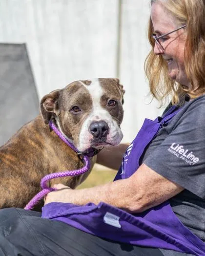 An adult large-sized male Mixed Breed dog named Twix for adoption in Chamblee, GA