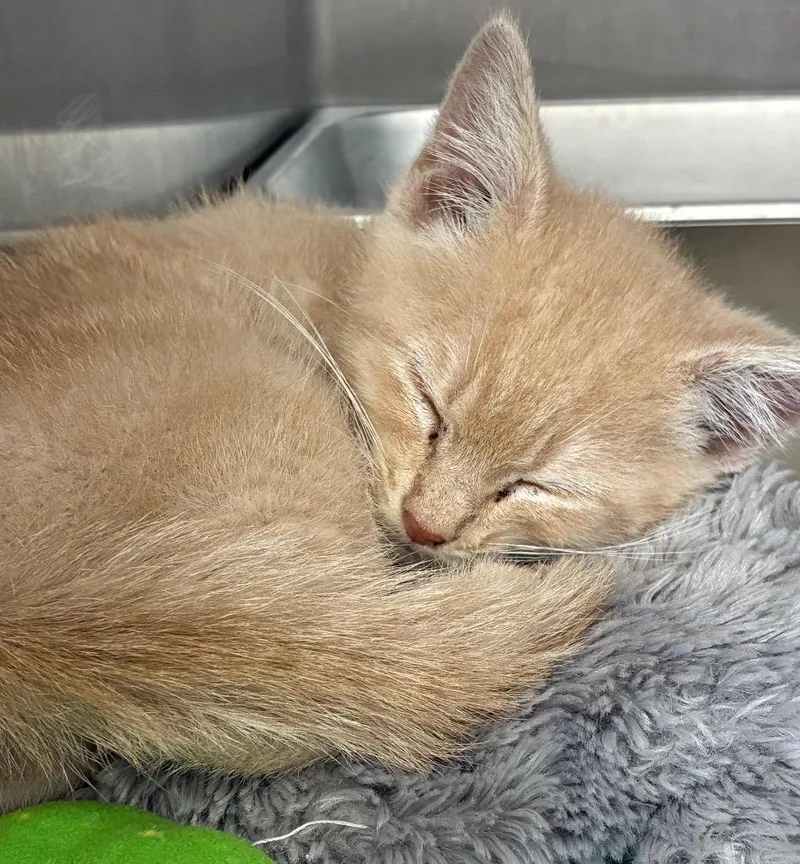 A baby small-sized male Domestic Short Hair cat named Deeno for adoption in Hartsville, SC