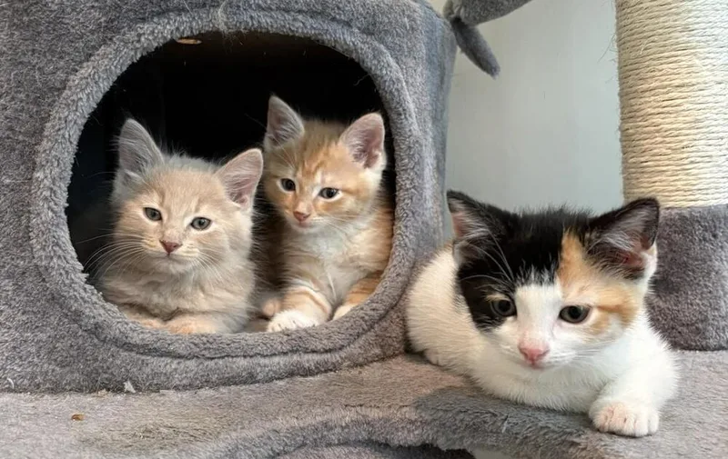 A baby medium-sized female Black & White / Tuxedo Calico cat named Judy for adoption in Richardson, TX