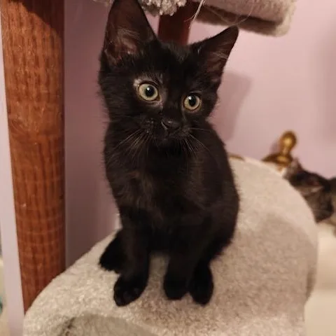 A baby small-sized female Black Domestic Short Hair cat named Mojo Jojo for adoption in Hudsonville, MI