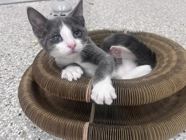 A baby small-sized male Gray & White Domestic Short Hair cat named Mackerel for adoption in Dayton, OH