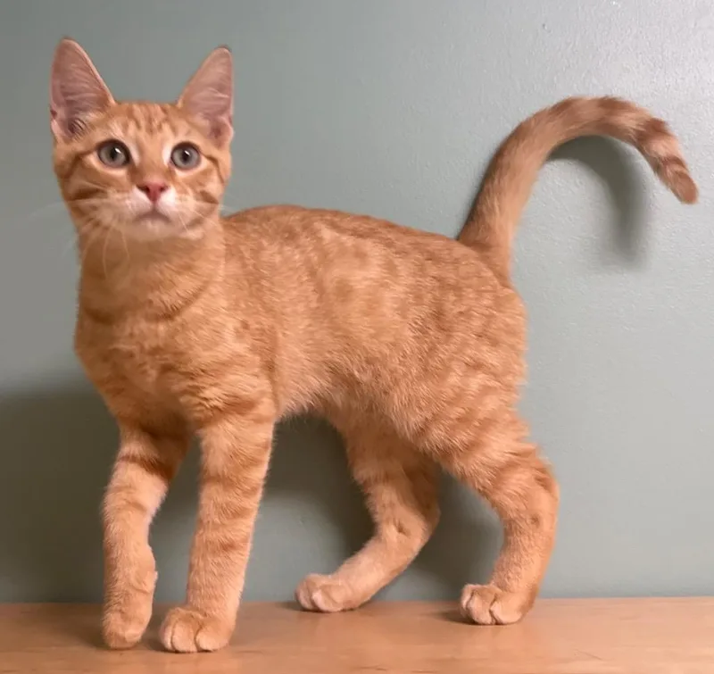 A baby medium-sized male Tabby (Orange / Red) Domestic Short Hair cat named Jim for adoption in Amery, WI