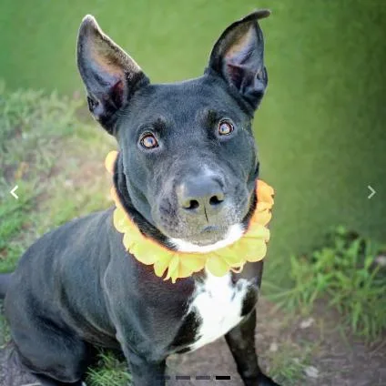 An adult small-sized male Mixed Breed dog named Cane for adoption in Springboro, OH