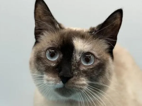 An adult small-sized female Domestic Short Hair cat named Sandy for adoption in Portland, OR