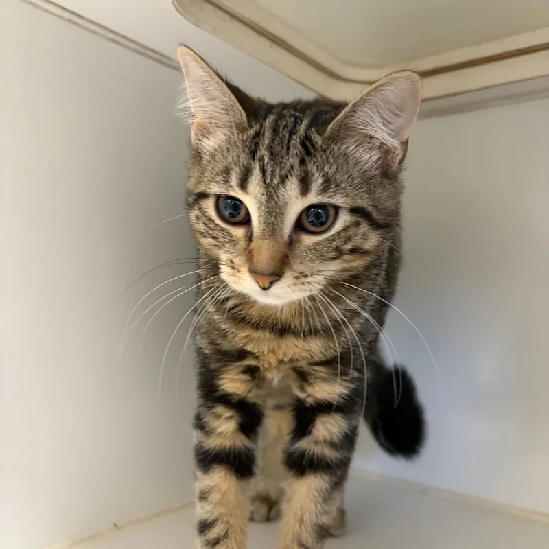 A baby small-sized female Domestic Short Hair cat named Prue for adoption in Newark, NJ